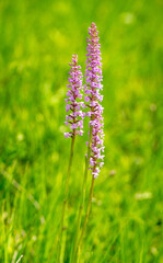 Flowers of Gymnadenia conopsea, fragrant orchida close up on a meadow