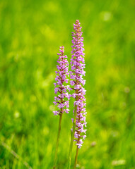 Flowers of Gymnadenia conopsea, fragrant orchida close up on a meadow