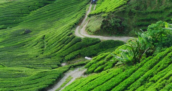 Sunrise Time At The BOH Tea Plantation in Cameron Highlands, Malaysia 