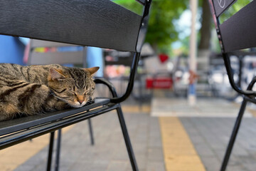 Grey fluffy cat lies on the chair