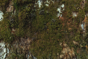 A large piece of moss growing on a tree in the forest on the south side