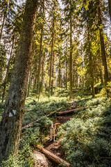 Modrava is a village in the Sumava National Park, in the district of Klatovy, 13 km southwest of Kasperske Hory.The settlement of the village of Modrava consists of two parts: Modrava and Filipova Hut