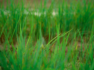 Green grass field background image for commercial used.