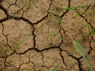 Agriculture land crack texture presented with some of green grass on frame