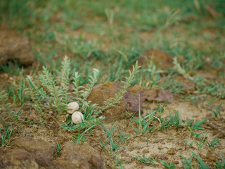 Obraz premium Forest bird eggs kept upon grass next on soil field, wildlife concept image