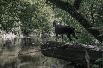 A beautiful dog stands on a log near a small river. American Staffordshire Terrier. Black and white dog. Sunny day.
