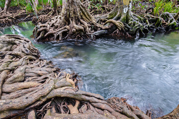 Tropical tree roots or Tha pom mangrove in swamp forest and flow water, Klong Song Nam at Thailand.