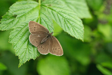 Ringlet (Aphantopus hyperantus) warms up itself in the early morning.