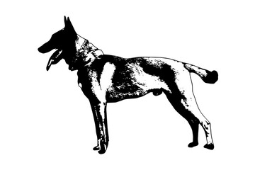 Black and white full-length portrait of dog with tongue and tail sticking out on white. Adult male Belgian Shepherd or Malinois. Side view.