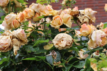 Rosen leiden im Dauerregen.