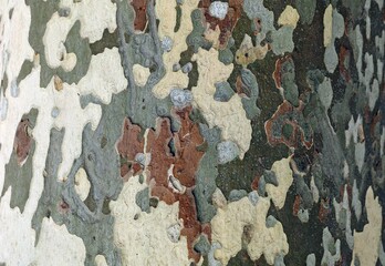 Multi colored bark of the plane tree. Background and texture.