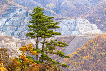 The small industrial town of Dalnegorsk. The coniferous tree grows against the backdrop of a...