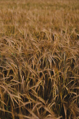 texture of golden wheat crops growing in the field