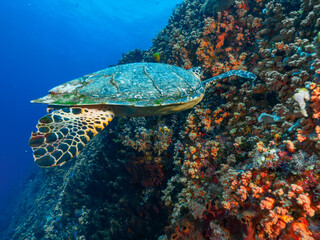 Hawksbill turtle eating corals (Nusa Lembongan, Bali, Indonesia)