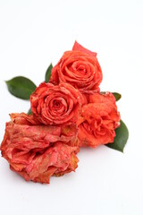 Rosen leiden im Dauerregen.