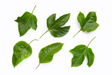 Passion fruit leaves on white background.