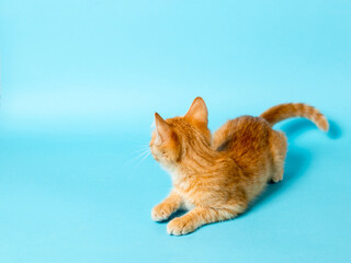 Fototapeta na wymiar Cute red kitten on a blue background. Playful and funny pet. Copy space.