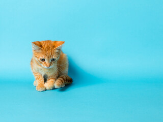 Cute red kitten on a blue background. Playful and funny pet. Copy space.