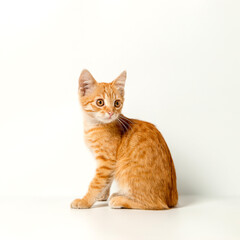 Obraz premium Cute red kitten on a white background. Playful and funny pet. Copy space.