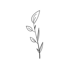Hand Drawn Botanical Leaf Doodle Wildflower