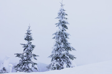 Two spruce trees covered with snow on a foggy winter day in the mountains in winter