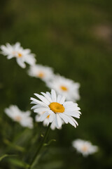 summer backdrop of chamomile flowers on a green background of grass