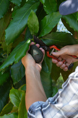 Young man farmer is harvesting, picking avocados
