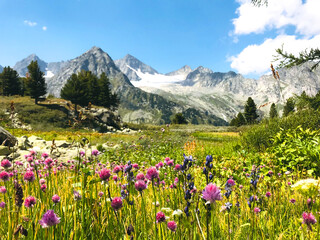 Motley herb meadow with flowers in the snowy mountains. Breathtaking scenic landscape