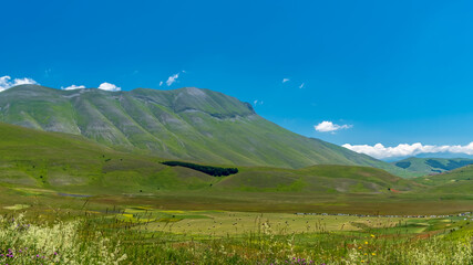 Fototapeta premium Blooming of lentil on Castelluccio di Norcia plain