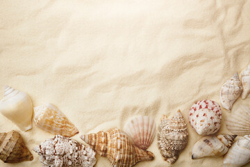 shells on sand