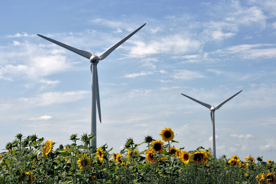 Windr&auml;der mit Sonnenblumen