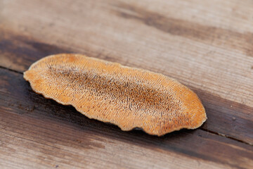 Dichomitus campestris is a crustose fungus that grows on wood