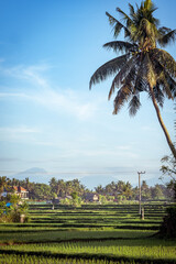 Fototapeta na wymiar Beautiful asian landscape with palm tree and rice terrace
