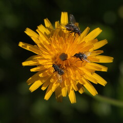 Flies on a yellow flower at Oetscher in Austria, Europe
