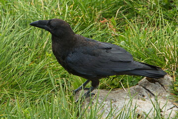 Raven on the summit of Oetscher in Austria, Europe
