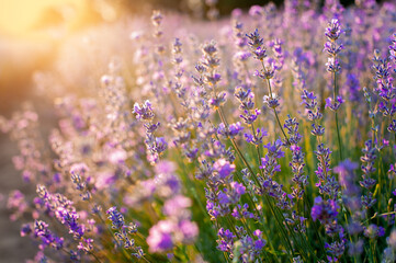 Fototapeta na wymiar lavender flowers Sunset over a summer purple lavender field background. Bunch of scented flowers in the lavanda fields