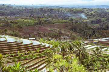 Fototapeta na wymiar Beautiful multi-level rice terrace in Bali