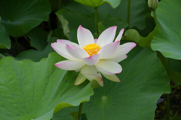 花弁の先端がピンク色の白いハス