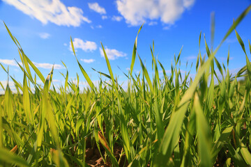 Obraz premium green grass fresh shoots wheat, green grass field summer background