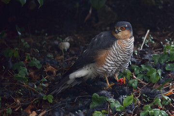 Sperber und Amsel / Eurasian sparrowhawk and Blackbird / Accipiter nisus et Turdus merula..