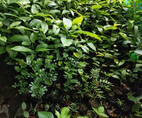 A group of young trees is growing. The sunlight shines on the green leaves in the morning.