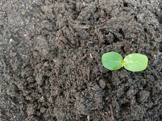 A green seedling planted on black soil, giving the idea of planting trees to reduce global warming and ecosystems.