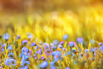 flowers daisies background summer nature, field green flowering colorful daisies