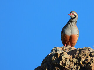 Perdiz roja posada en roca caliza, dándose un baño de sol, con cielo azul de fondo