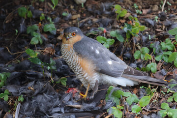 Sperber und Amsel / Eurasian sparrowhawk and Blackbird / Accipiter nisus et Turdus merula..