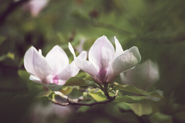 Magnolia spring flowers