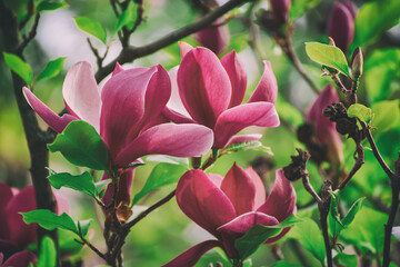 Magnolia spring flowers