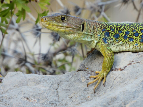 Retrato de lagarto ocelado, donde se pueden apreciar los ocelos t&iacute;picos de los ejemplares j&oacute;venes