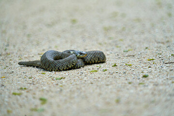 Vipère sur le sable .