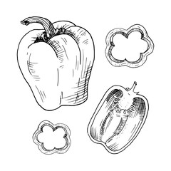 Paprika. Sweet pepper. Hand-drawn sketch. Vector illustration isolated on white.
